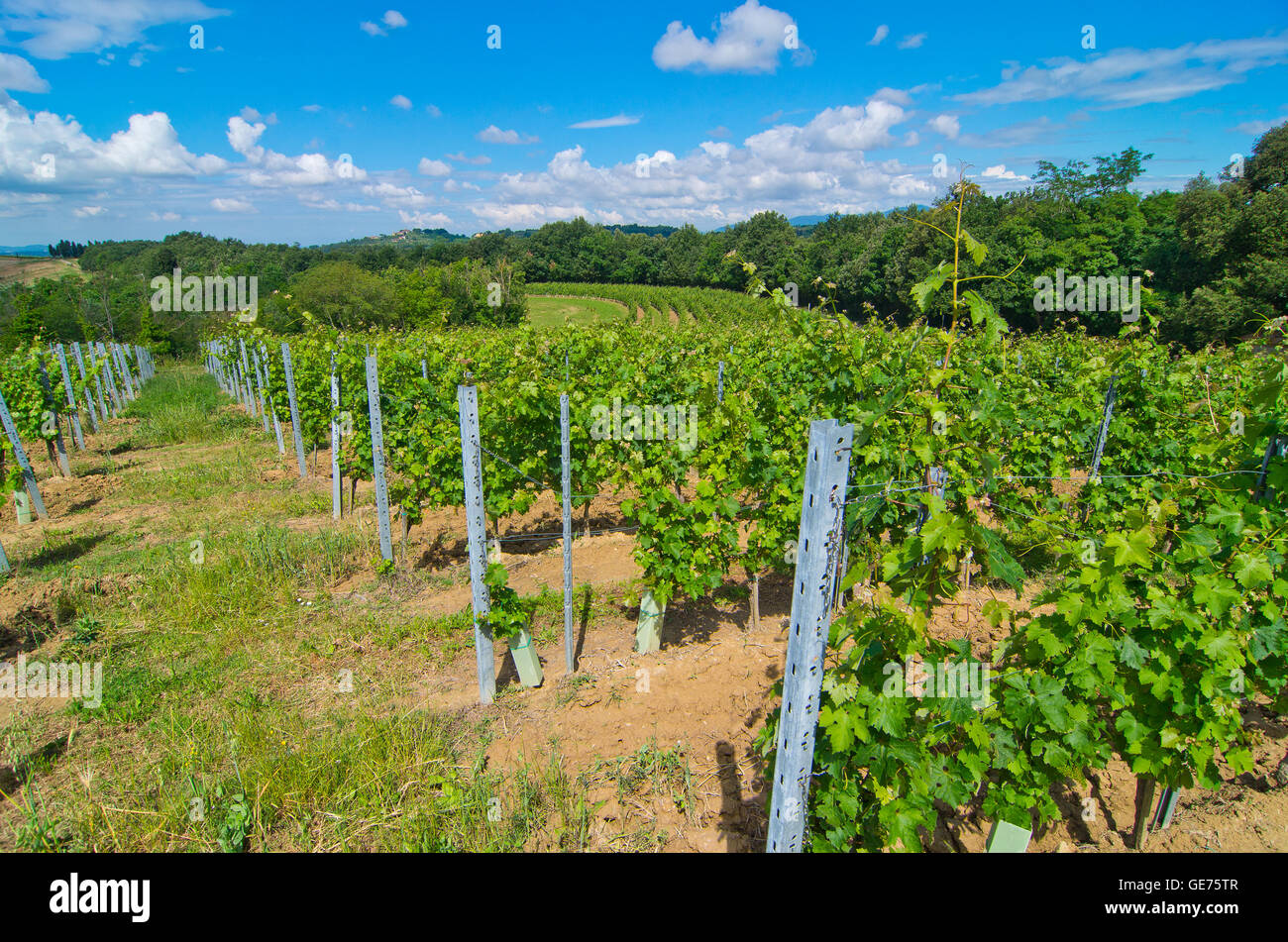 Collina ricoperta di vigneti con metodi tradizionali e disponibili a semicerchio lungo il contorno secondo l'agricoltura in Toscana Foto Stock