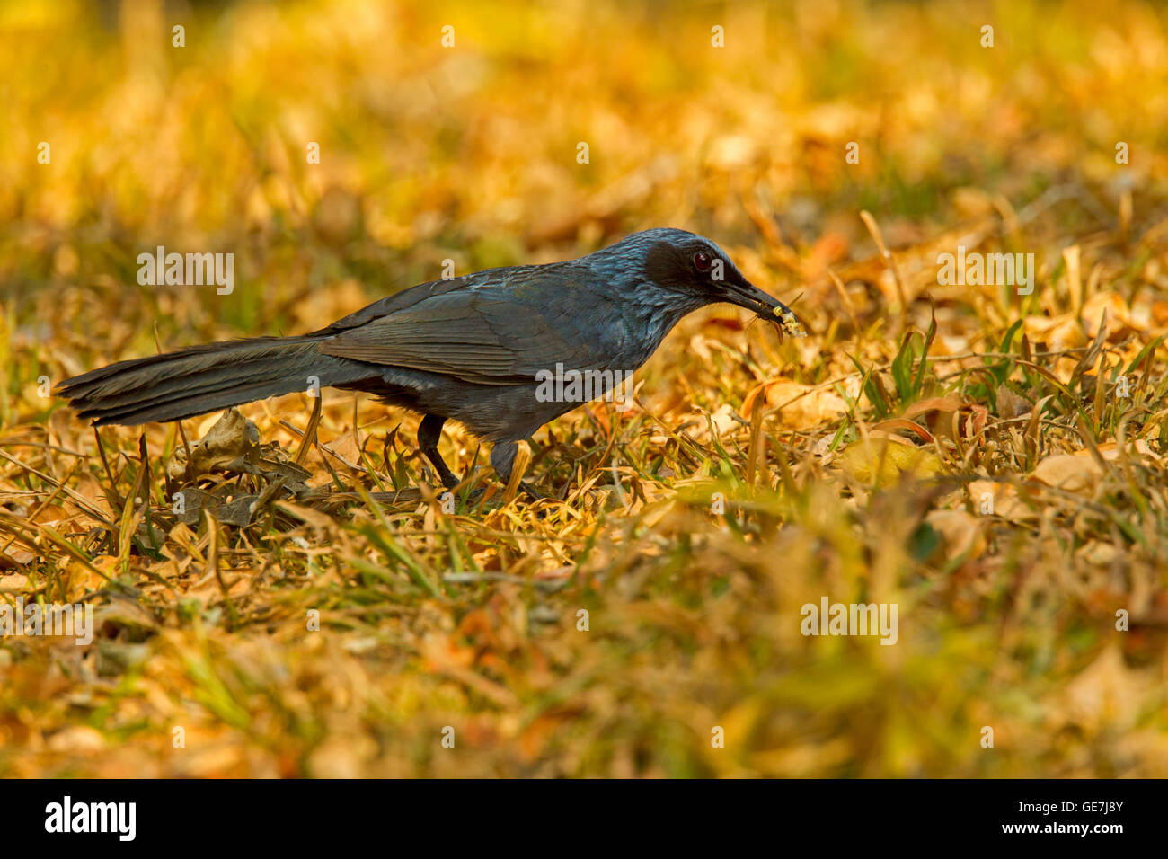 Blue Mockingbird Melanotis caerulescens El tuito, Jalisco, Messico 10 Giugno Mimidae adulti Foto Stock