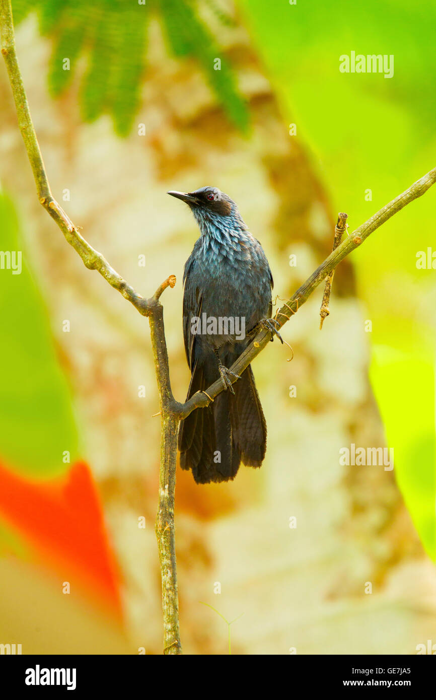 Blue Mockingbird Melanotis caerulescens El tuito, Jalisco, Messico 11 Giugno Mimidae adulti Foto Stock