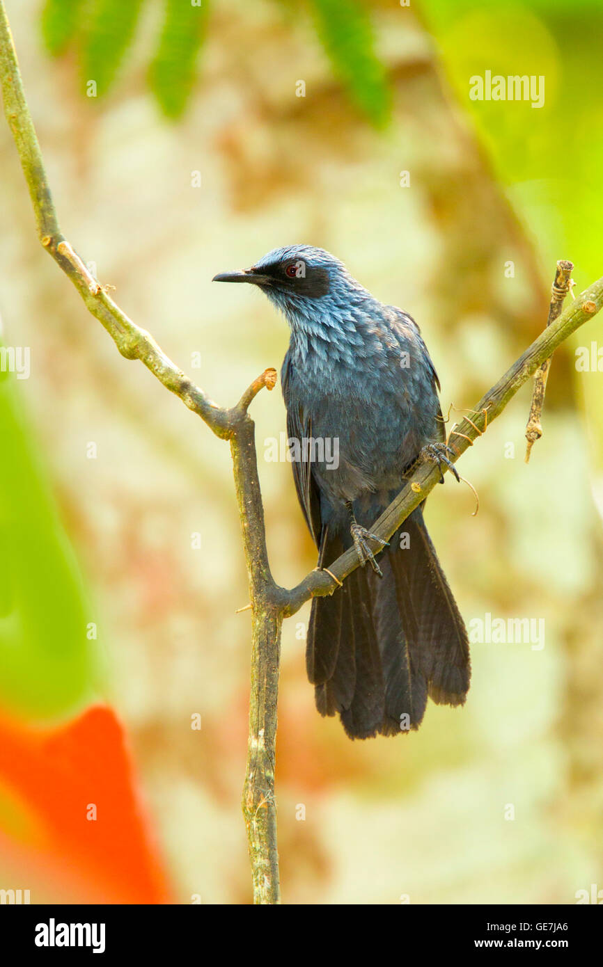 Blue Mockingbird Melanotis caerulescens El tuito, Jalisco, Messico 11 Giugno Mimidae adulti Foto Stock