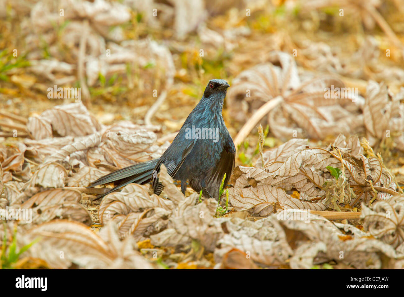 Blue Mockingbird Melanotis caerulescens El tuito, Jalisco, Messico 11 Giugno Mimidae adulti Foto Stock