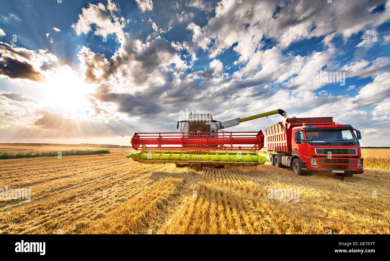 Mietitrebbia in azione sul campo di grano, grani di scarico Foto Stock