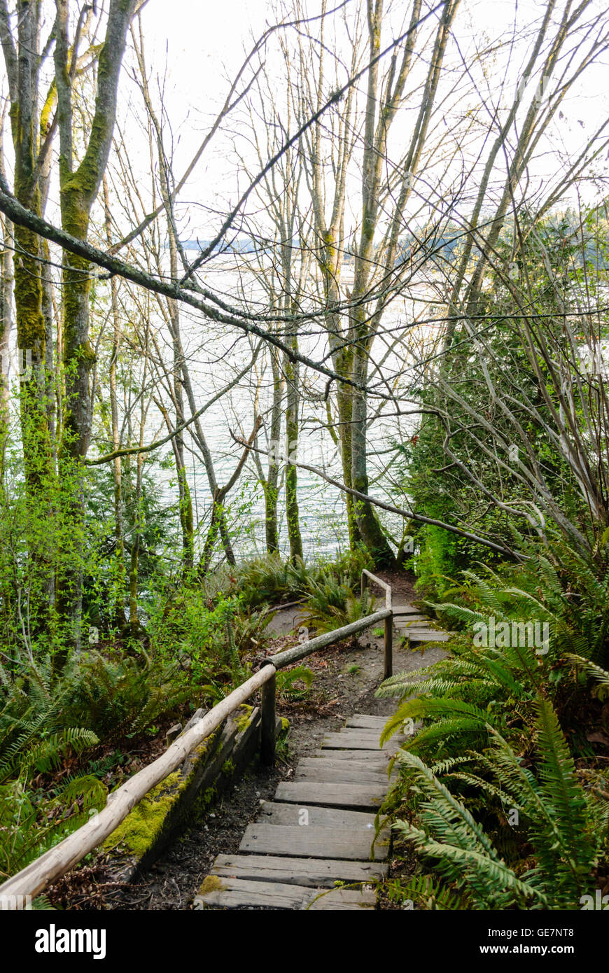 Passi che conducono verso il basso attraverso i boschi di Manchester del Parco Statale di Port Orchard Seattle Washington, Stati Uniti d'America Foto Stock