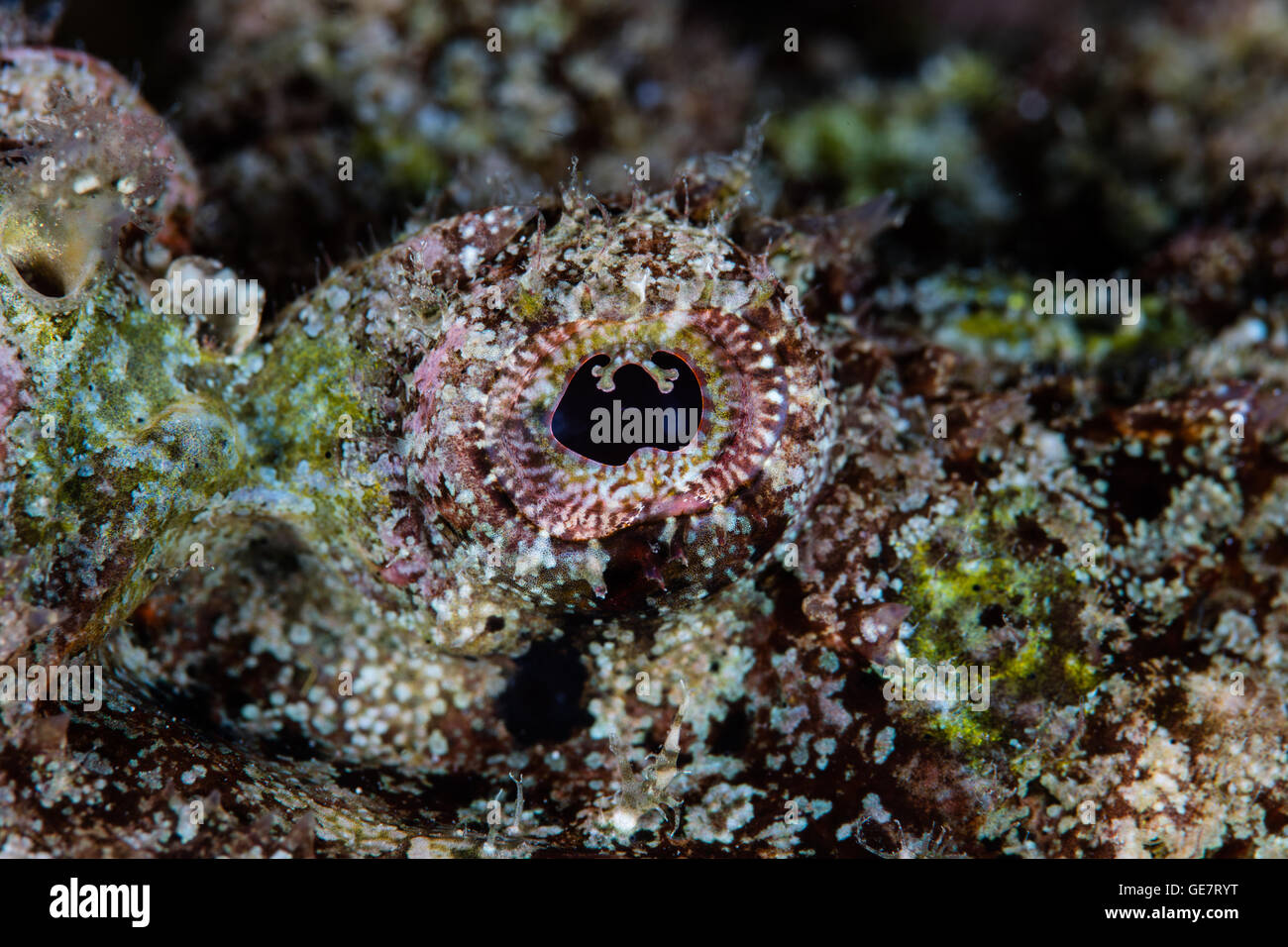 Dettaglio dell'occhio e la colorazione di un infame falso pesce pietra (Scorpaenopsis diabolus) su una scogliera di Raja Ampat, Indonesia. Foto Stock