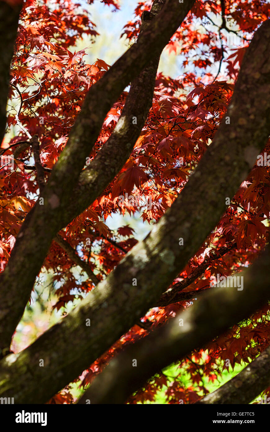 Close-up di immagine giapponese Acero Rosso foglie di albero in primavera in una giornata di sole. Foto Stock