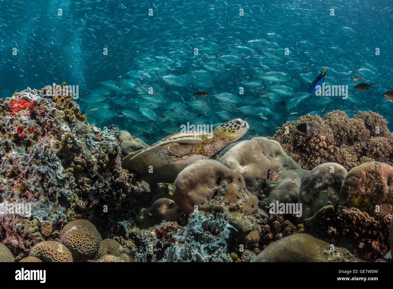 Subacquea oceano mare turtle wideanlge Coral reef scuba diving turismo avventura in Asia Foto Stock