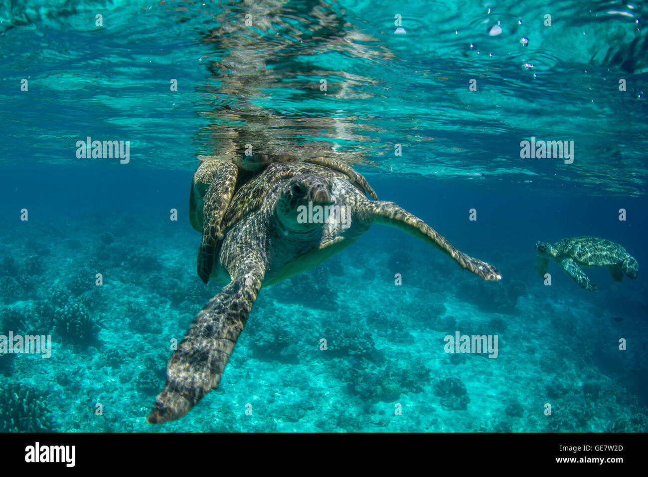 Subacquea oceano mare turtle coniugata Coral reef scuba diving turismo avventura in Asia Foto Stock