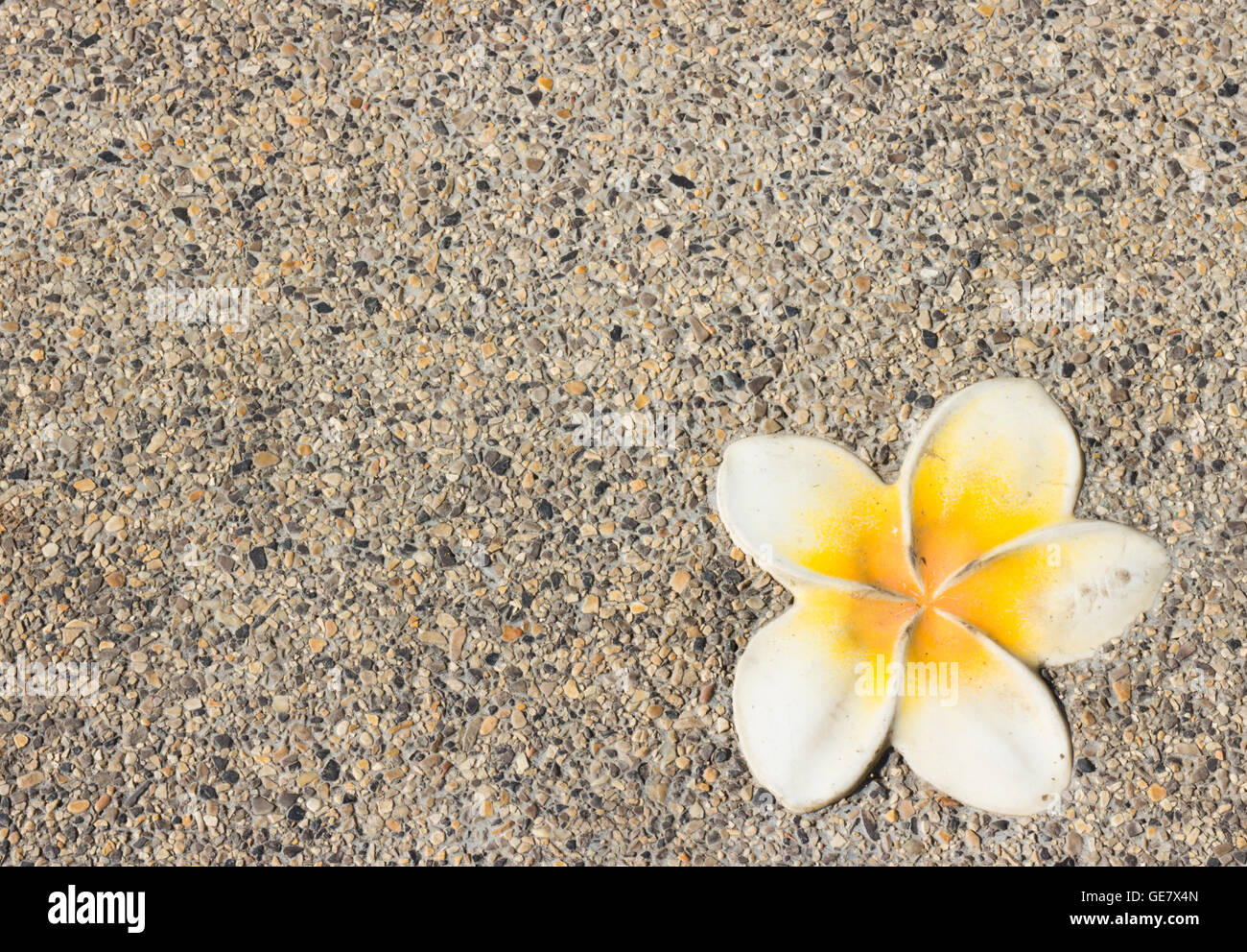 Plumeria fiore su uno sfondo che è concreto, ghiaia. Foto Stock