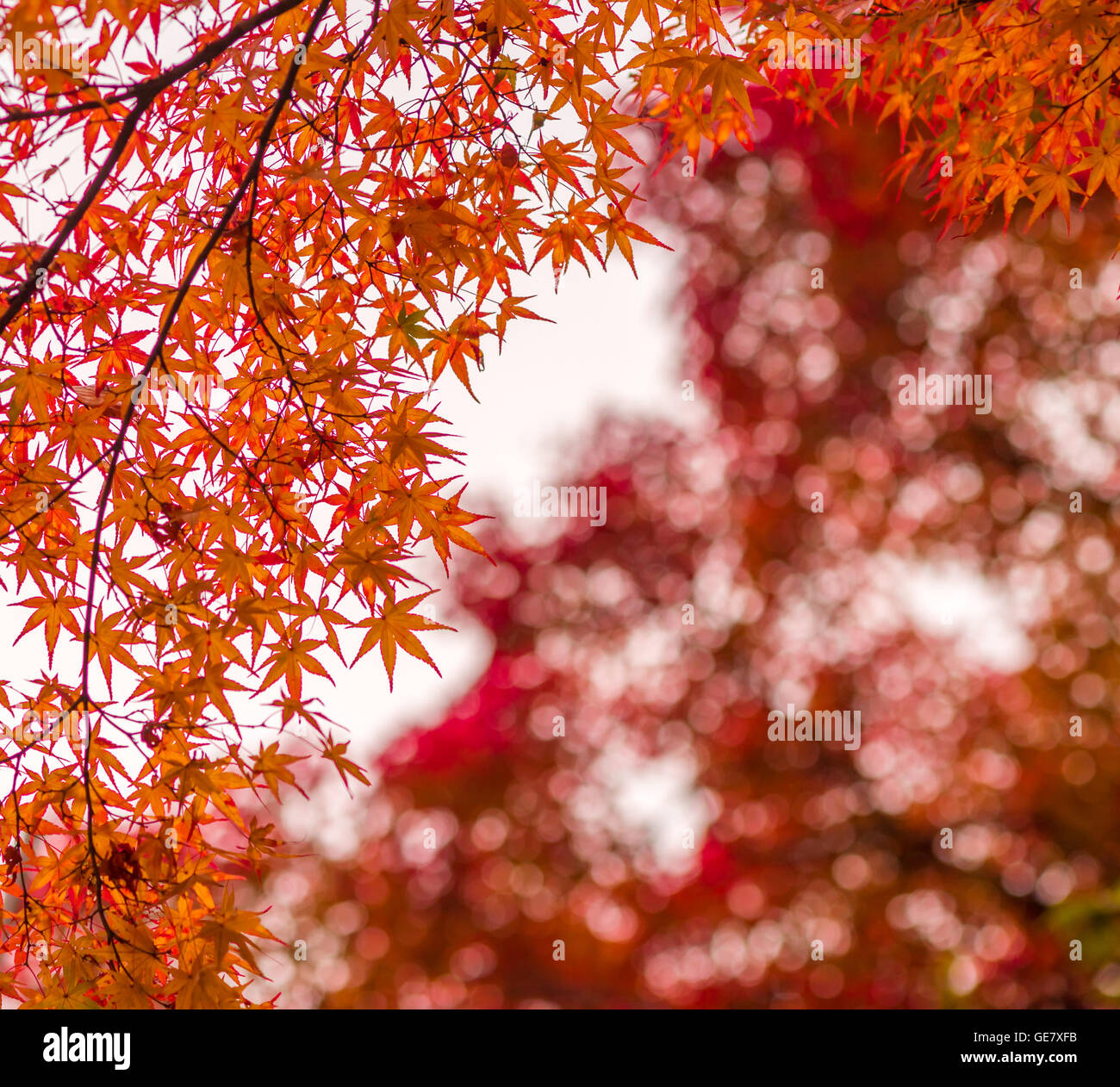 Foglie di autunno, molto superficiale la messa a fuoco Foto Stock