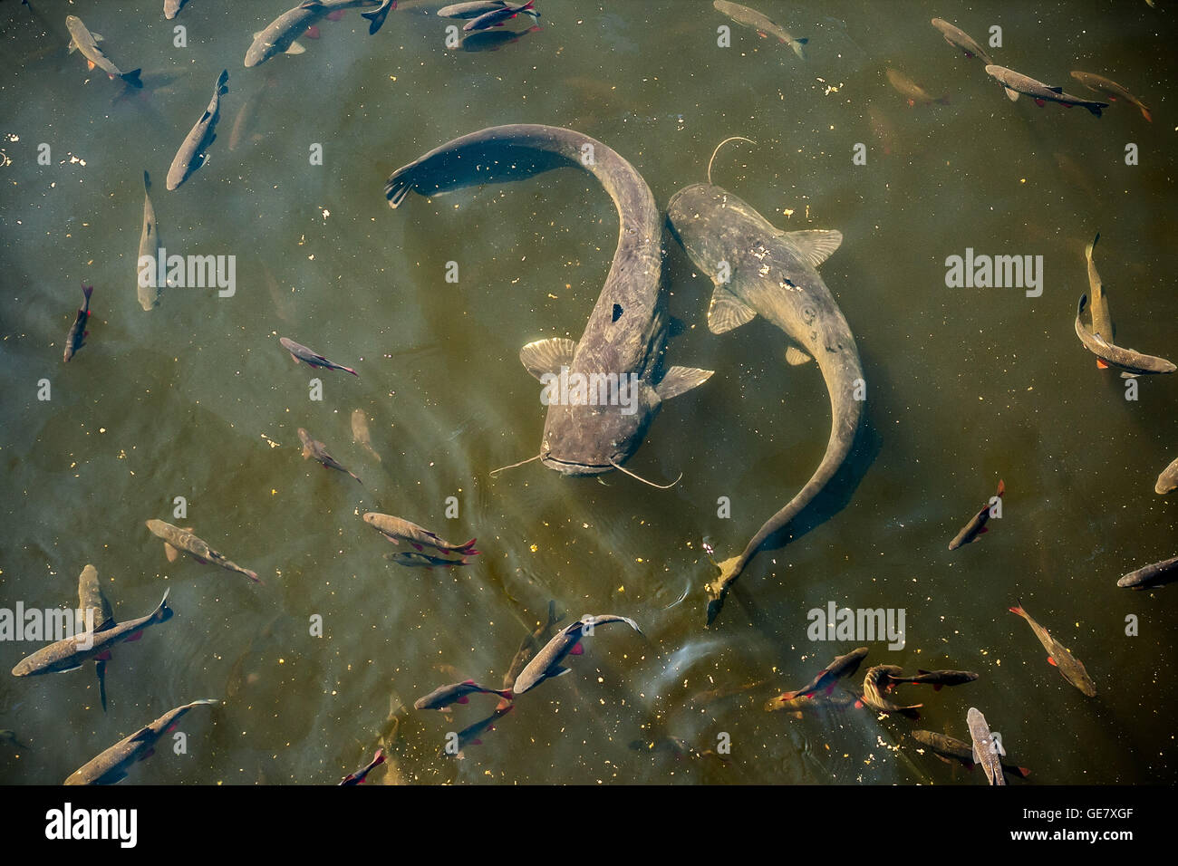 Pesce gatto gigante nella vasca di raffreddamento vicino al reattore di Cernobyl #4. Chernobyl zona di esclusione, Ucraina Foto Stock