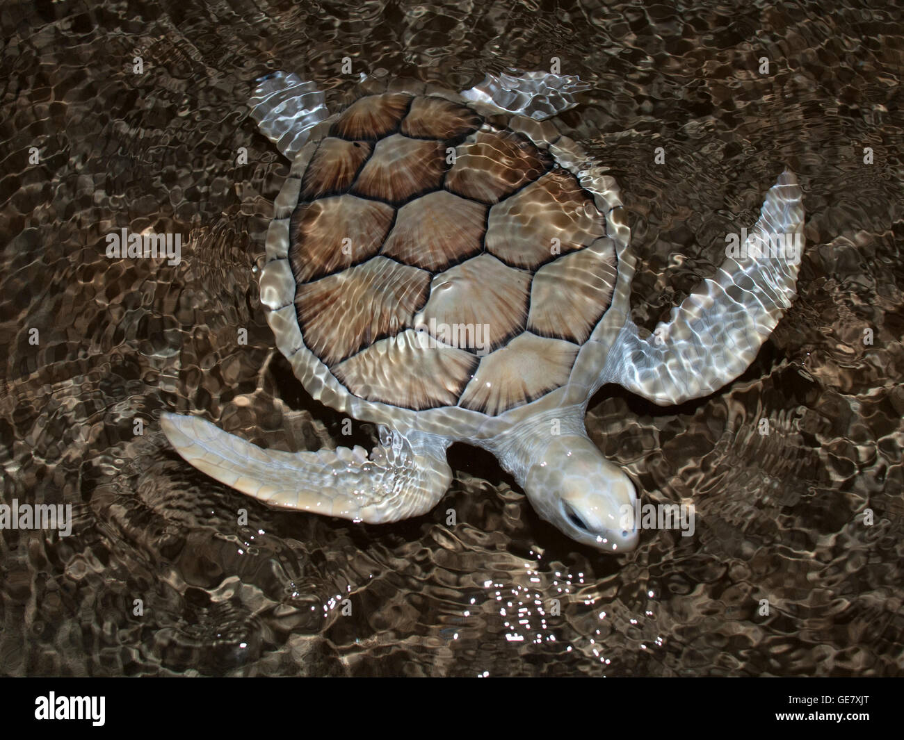 Tartaruga di mare che nuotano appena sotto l'acqua. Foto Stock