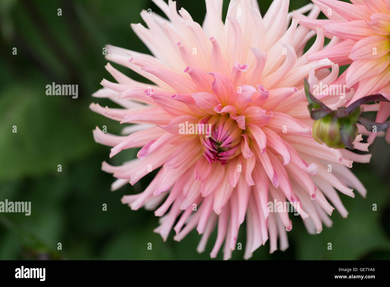 Close up Dahlia Baby Royal flower Foto Stock