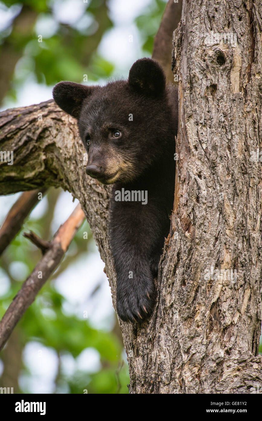 Black Bear Cub Urus americanus appoggiata nella struttura ad albero per il Nord America Foto Stock
