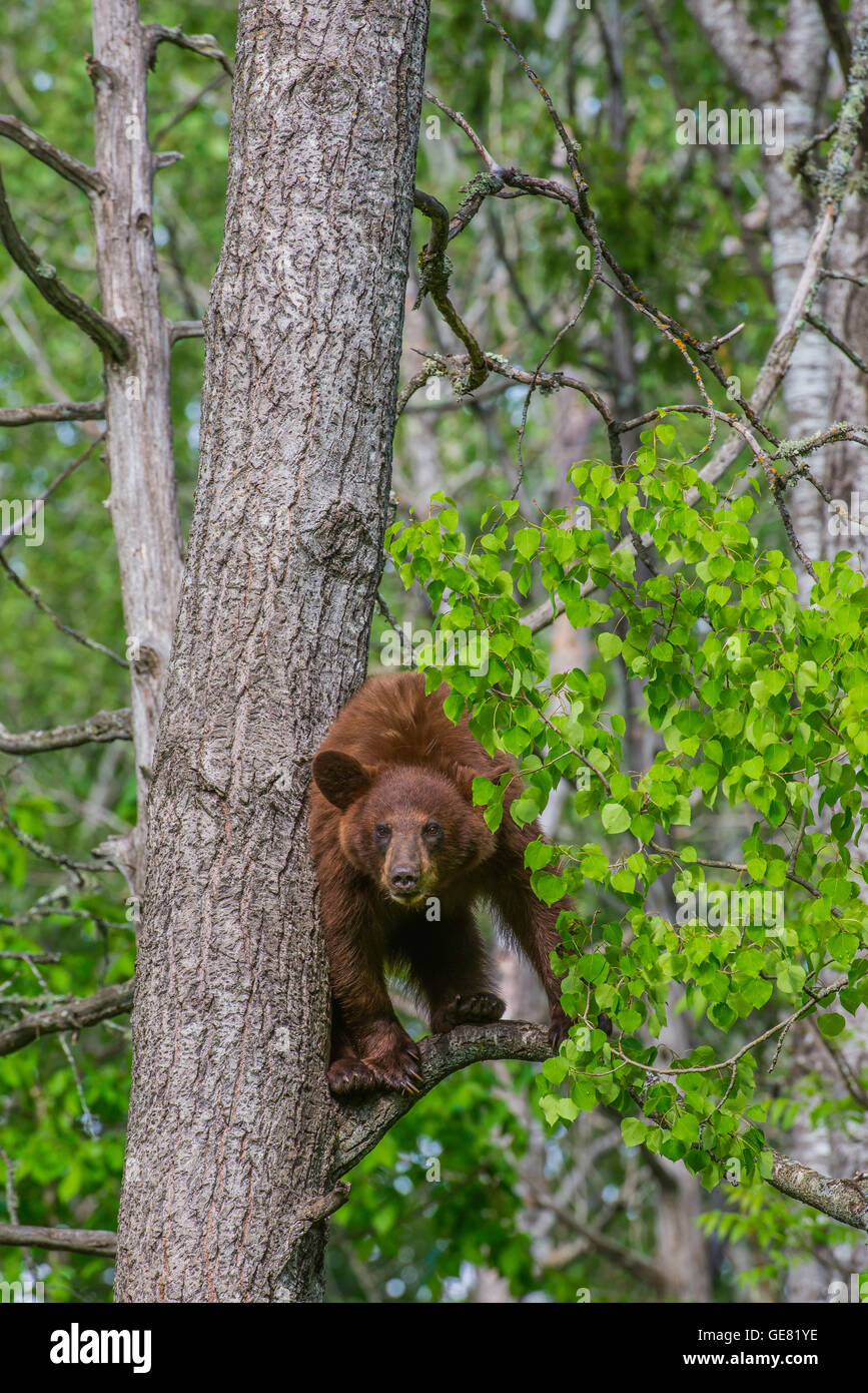 Black Bear adulto, fase di cannella, climging tree, Urus americanus America del Nord Foto Stock