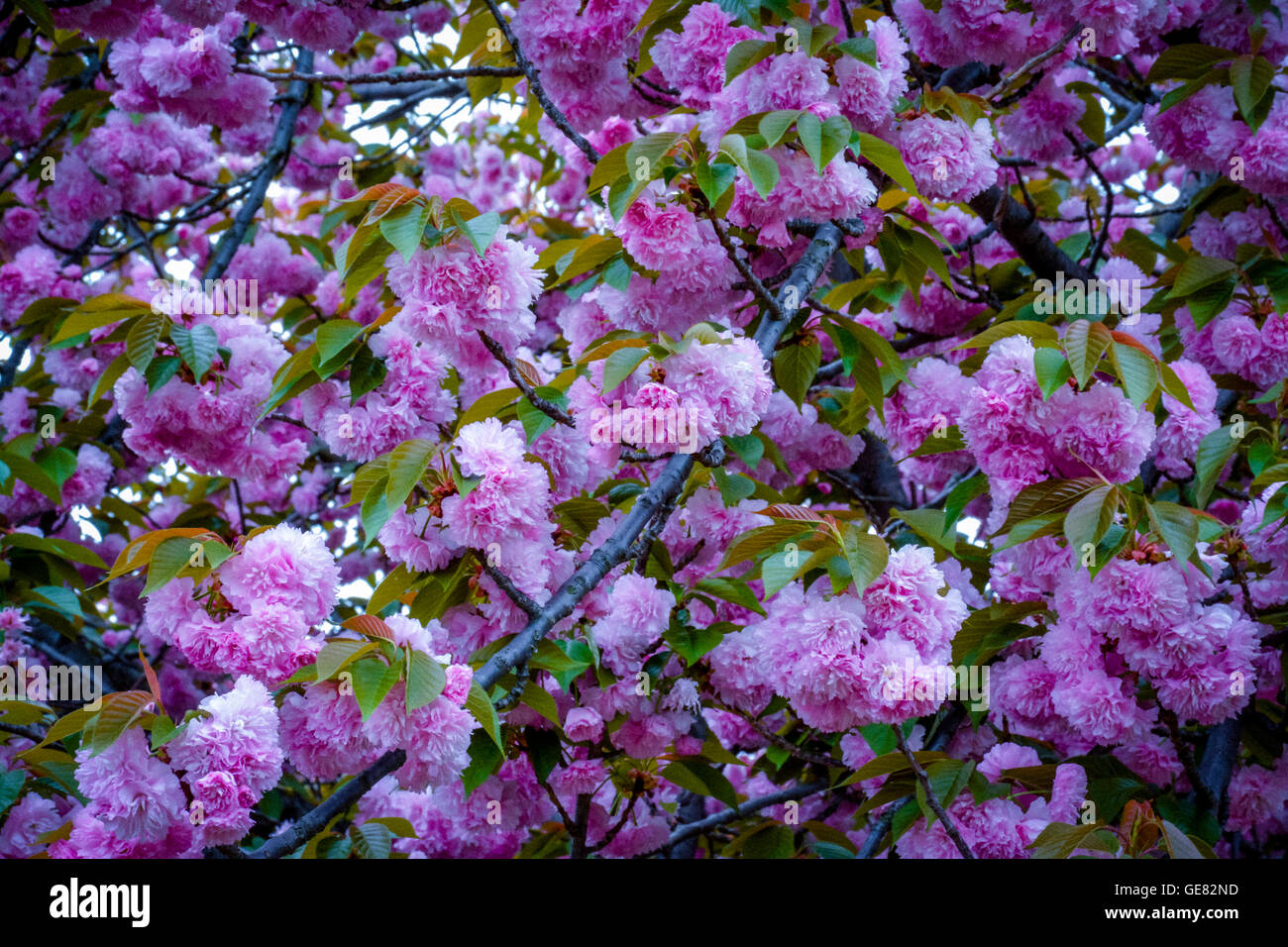 Moody dettagli di Rosa fiorisce sui rami di Kwanzan ciliegio Foto Stock