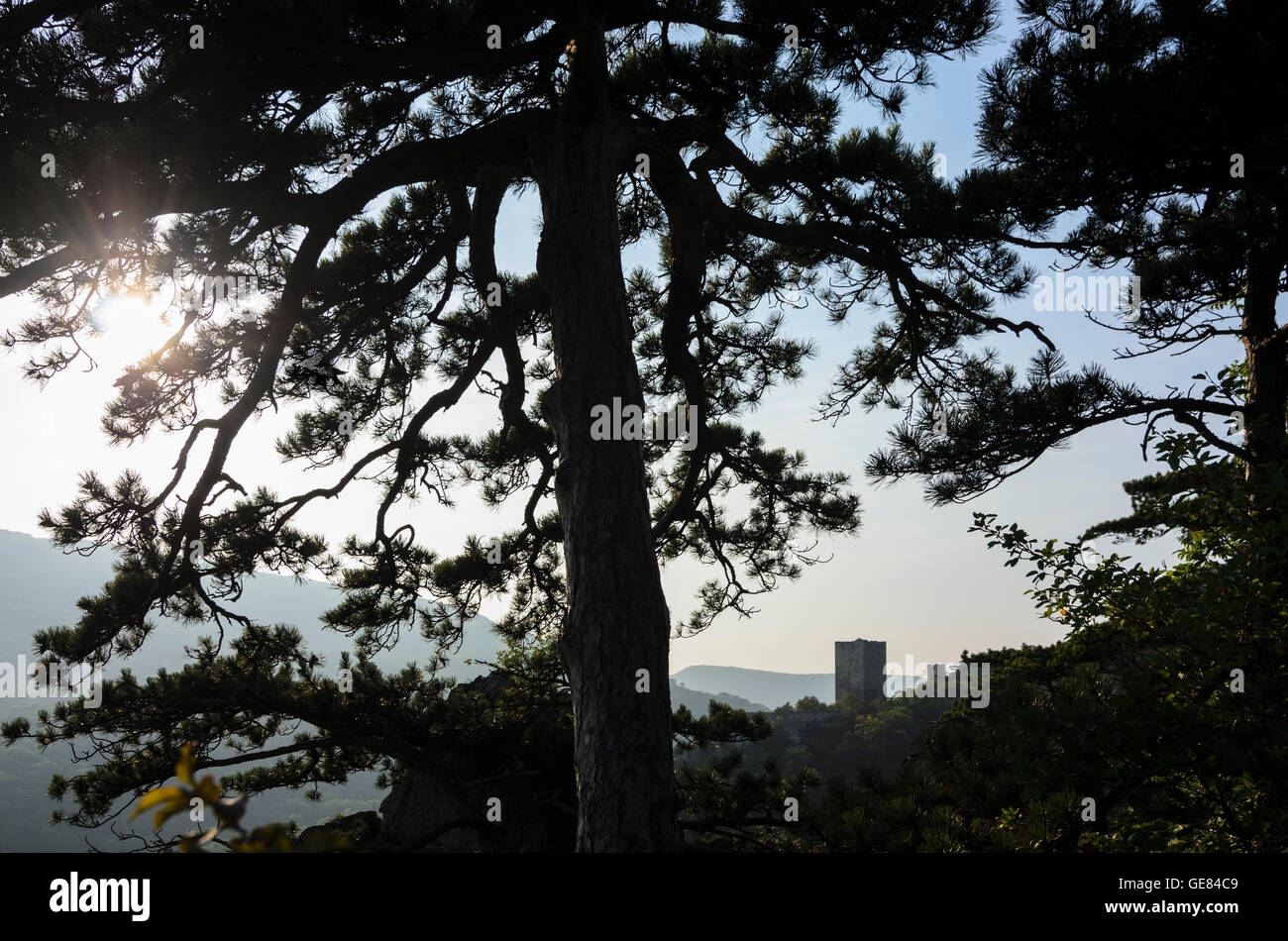 Baden: Rauhenstein Castello e il pino nero ( Pinus nigra ) nel parco naturale Föhrenberge, Austria, Niederösterreich, Aust inferiore Foto Stock