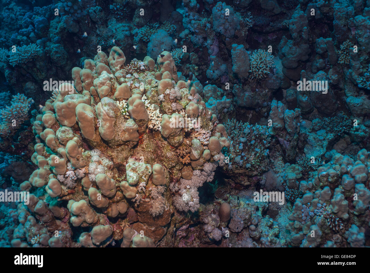 Lobo Porites corallo nodifera, Poritidae, Mar Rosso di Sharm el-Sheikh, Egitto Foto Stock