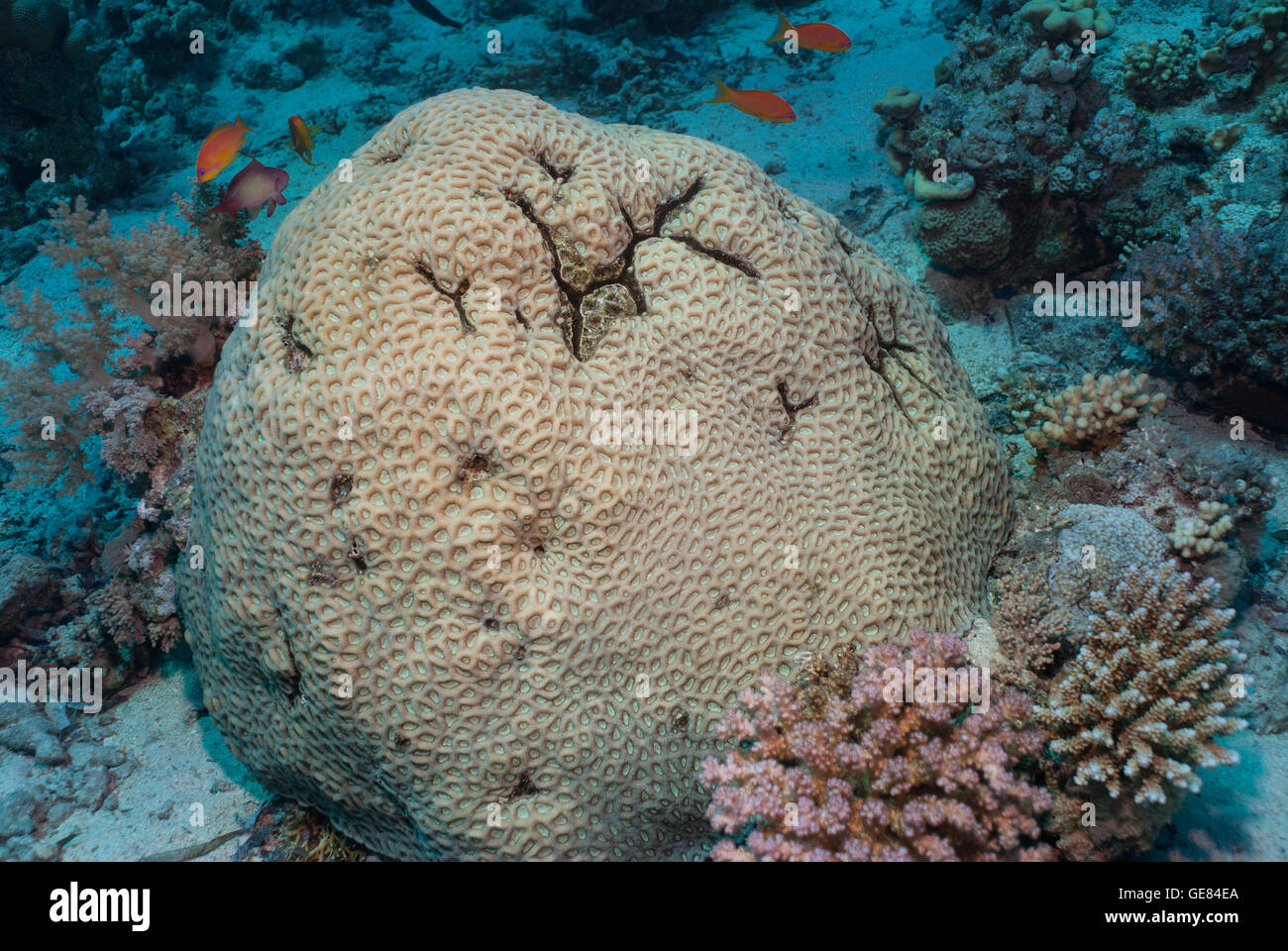 Brain coral Favites complanata, Faviidae, Mar Rosso di Sharm el-Sheikh, Egitto Foto Stock