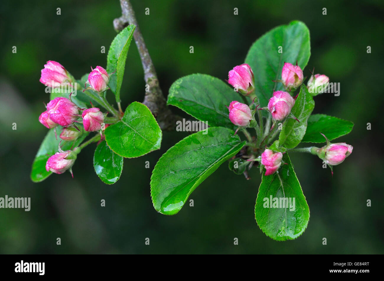 Apple Blossom in bud. Foto Stock