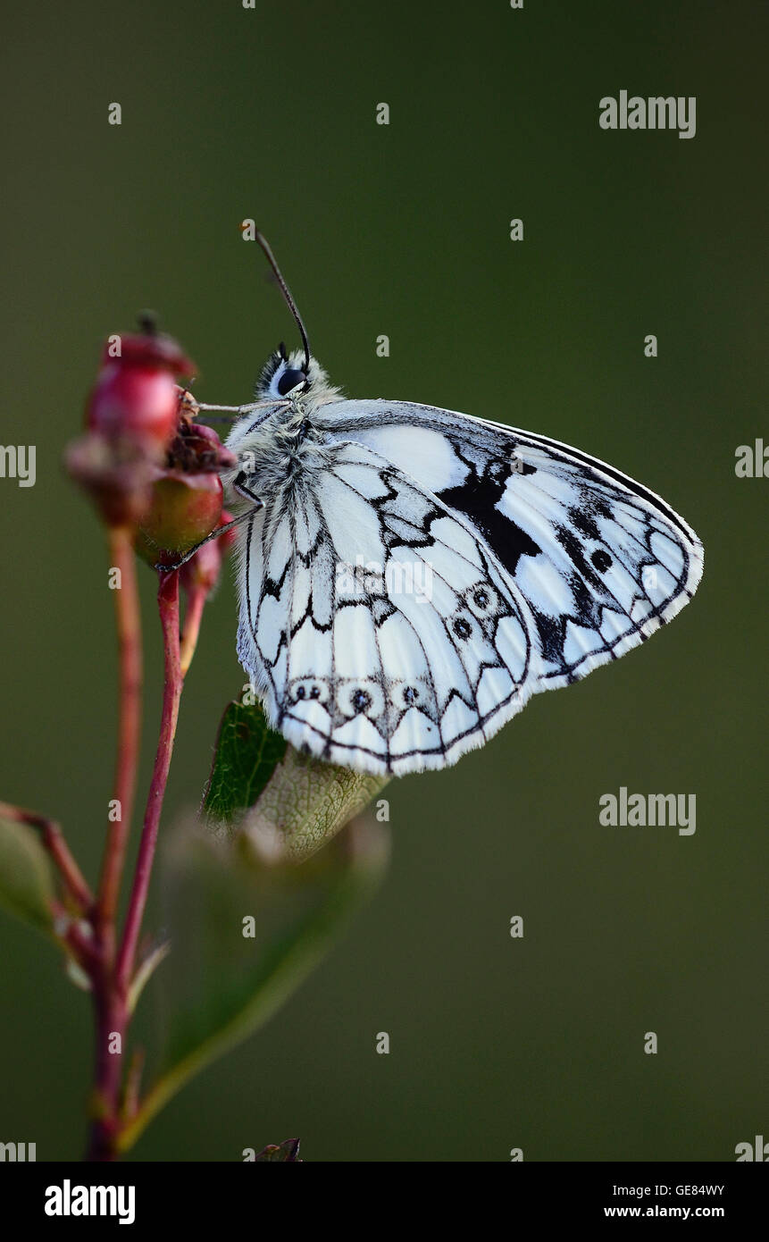 Bianco Marmo butterfly al resto REGNO UNITO Foto Stock