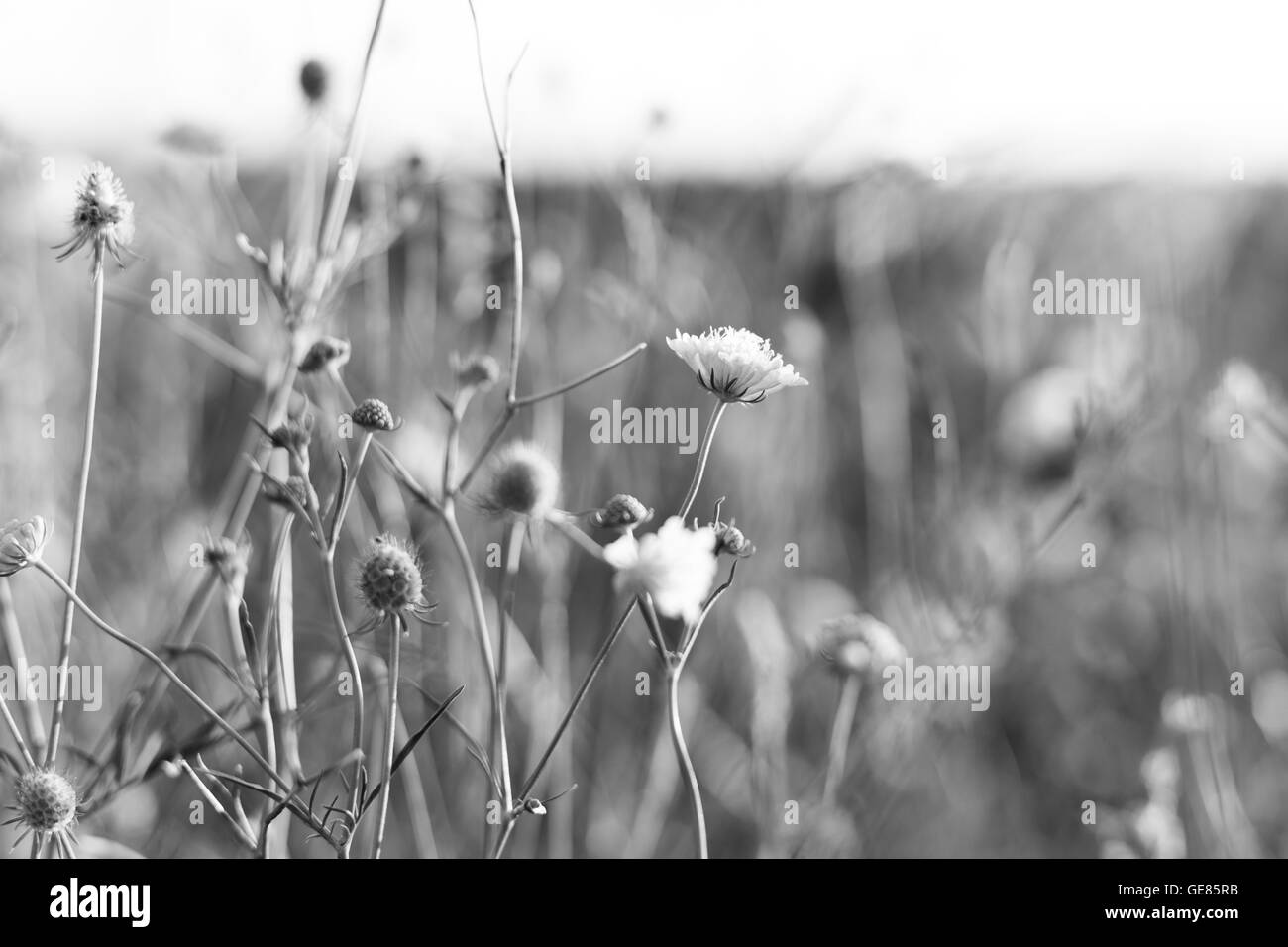 Prato. fiori selvatici e piante al tramonto, in bianco e nero Foto Stock