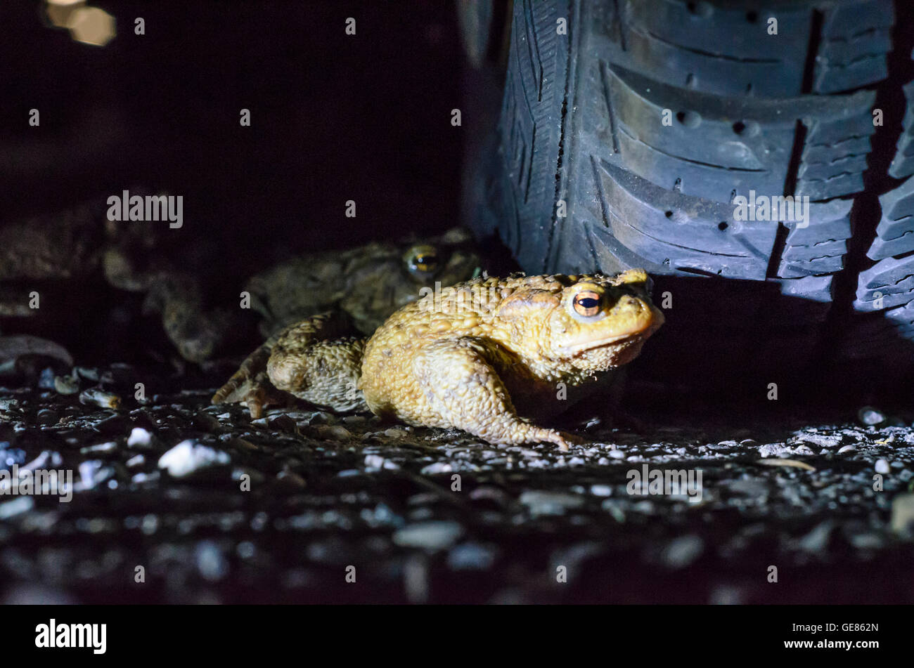 Wien, Vienna: il rospo comune ( Bufo bufo ) sui loro ogni notte a piedi verso le zone di riproduzione , passato una macchina parcheggiata, Austria, Wien, 14. Foto Stock