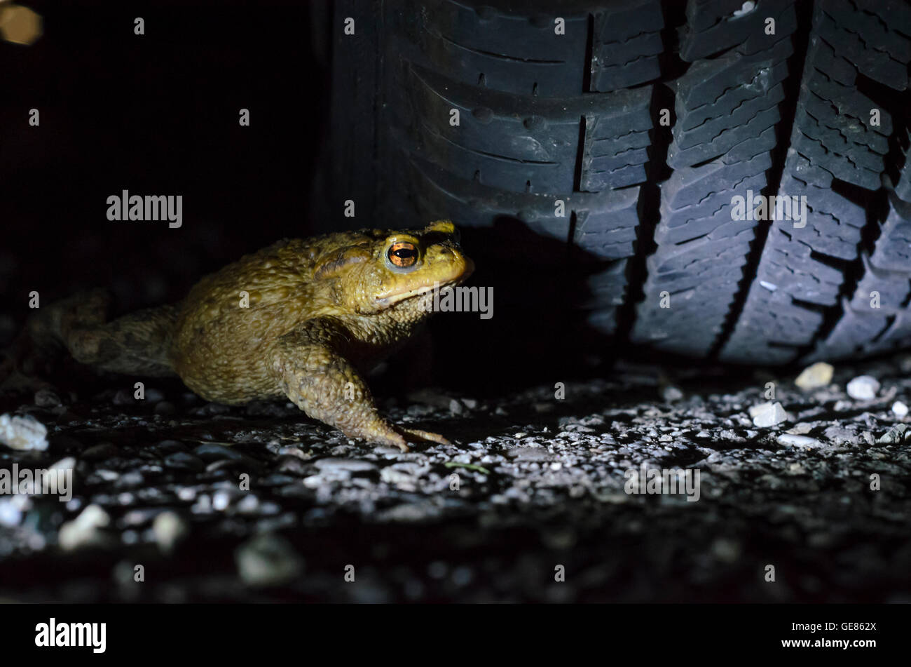 Wien, Vienna: il rospo comune ( Bufo bufo ) sui loro ogni notte a piedi verso le zone di riproduzione , passato una macchina parcheggiata, Austria, Wien, 14. Foto Stock