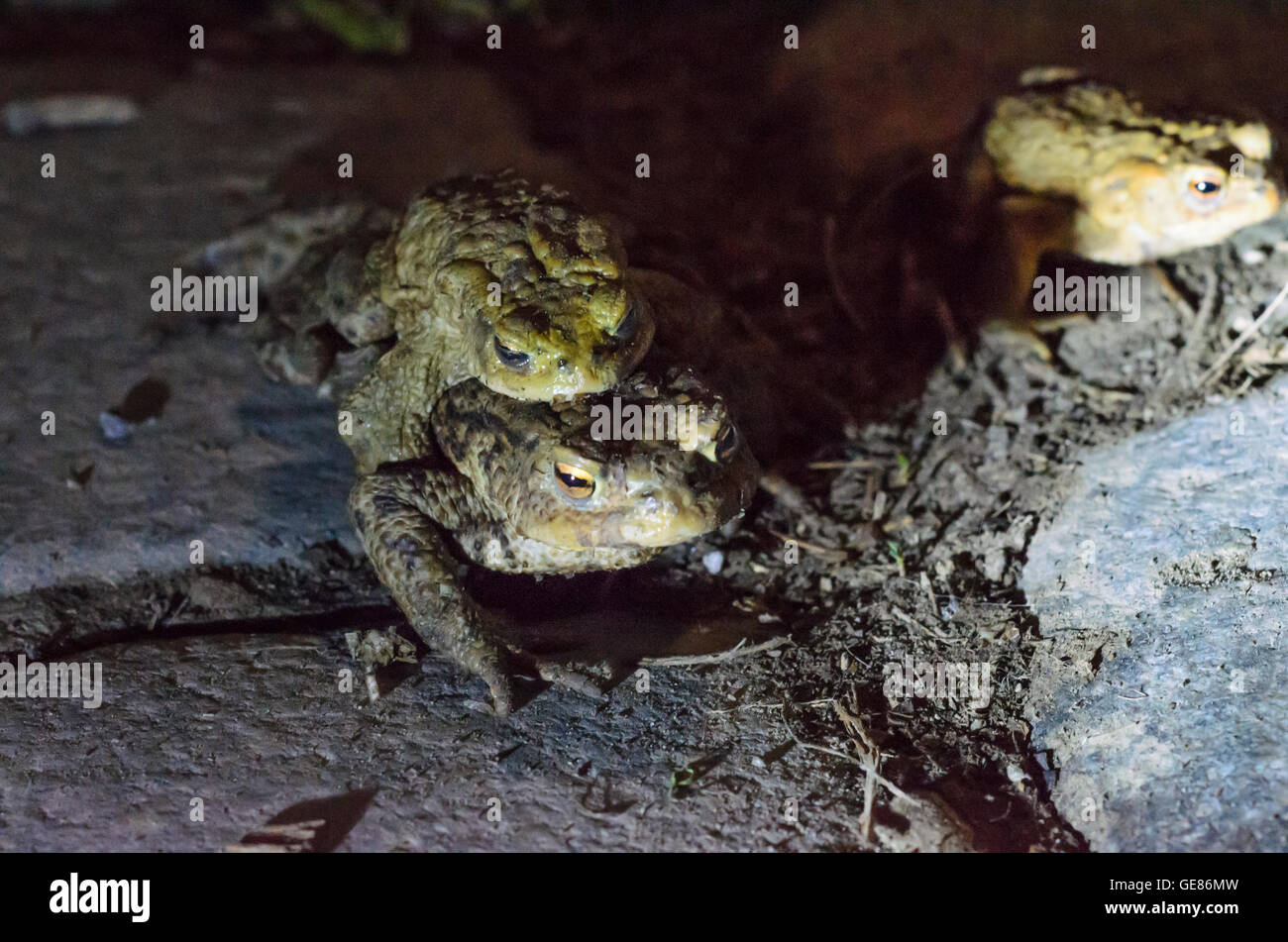 Wien, Vienna: rospi comuni ( Bufo bufo ) sui loro ogni notte a piedi verso le zone di riproduzione , una femmina porta un maschio, Austria, Wien Foto Stock