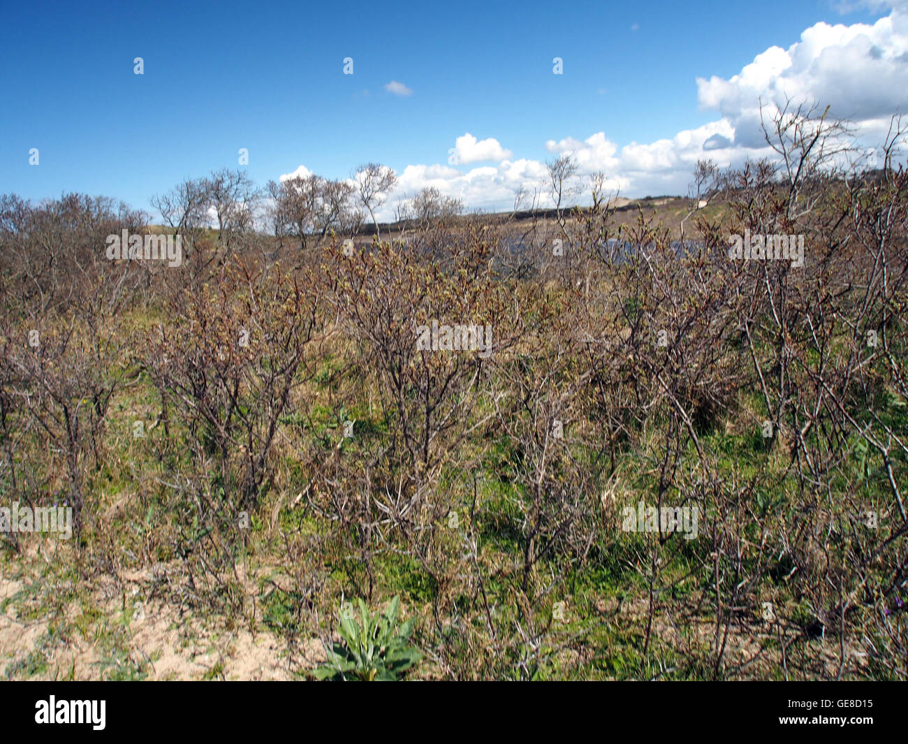 Una vista panoramica del Parco nazionale Zuid-Kennemerland nei Paesi Bassi, con i suoi paesaggi naturali, le dune, le foreste e la fauna selvatica. Il parco è un'area protetta nota per la sua biodiversità e l'importanza ecologica nella regione. Foto Stock