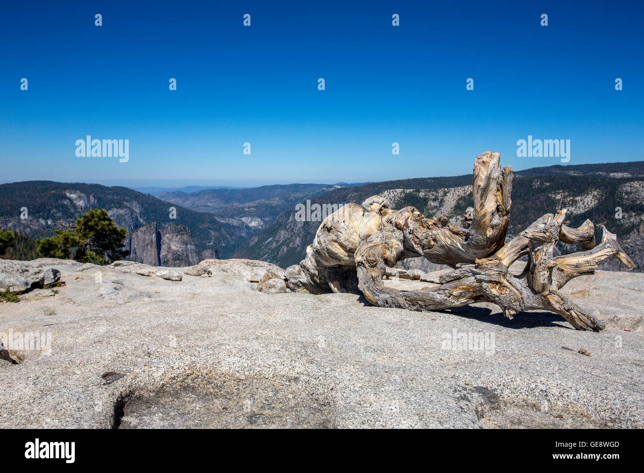 Un punto di vista se Yosemite Valley con un albero morto in primo piano Foto Stock