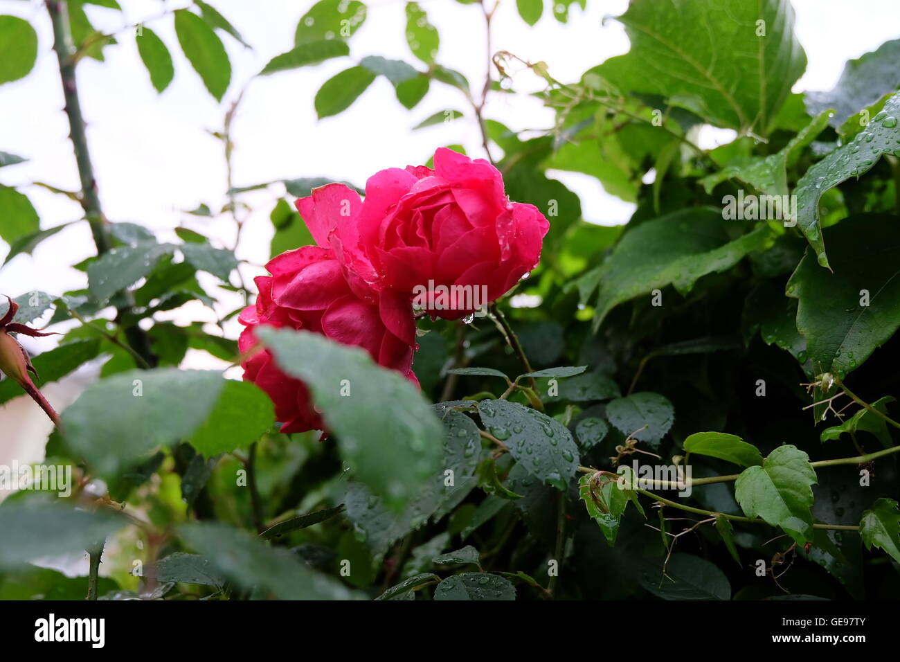 Le Rose pioggia arte natura colore Foto Stock