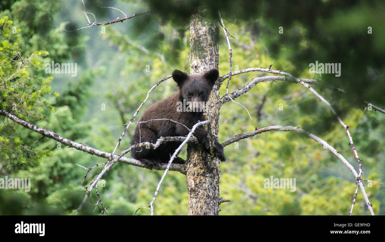 Black Bear Cub in una struttura ad albero. Parco Nazionale di Yellowstone Foto Stock