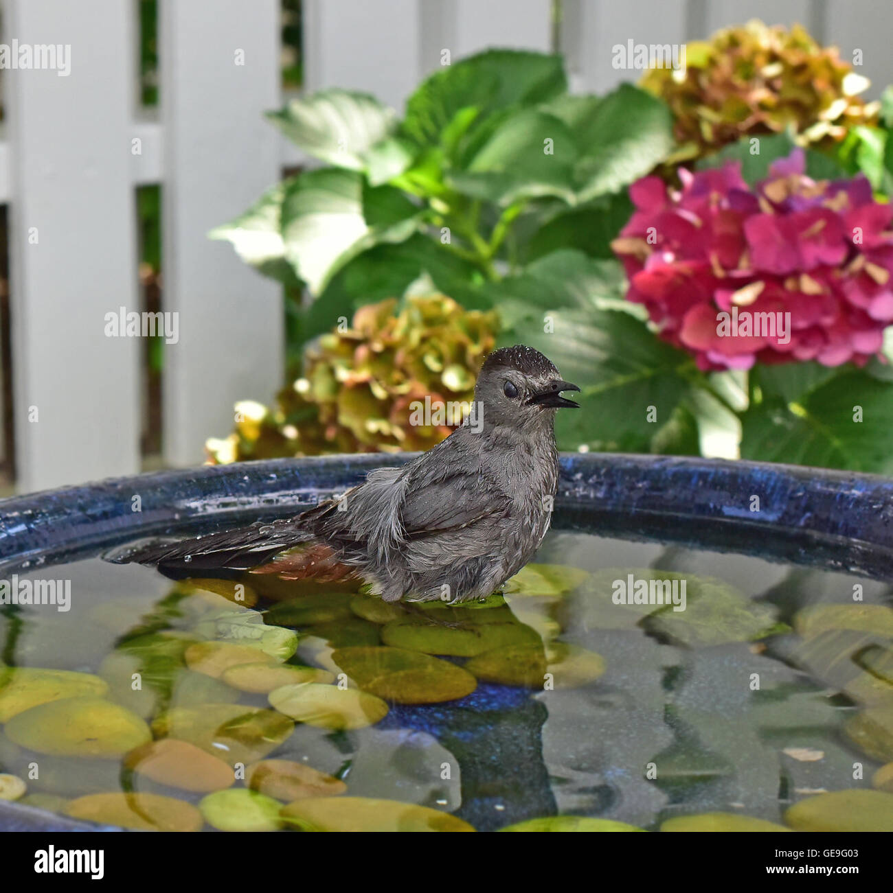 Wet Catbird grigio - Dumetella carolinensis - con scowling in un bagno uccelli. Foto Stock