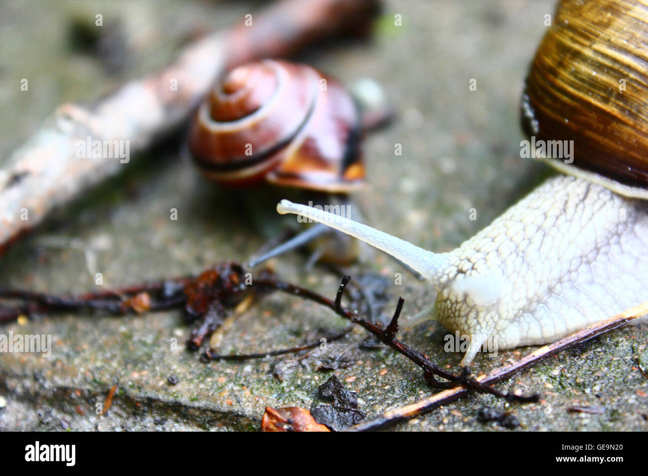 Il grande bianco va a passo di lumaca sul terreno Foto Stock