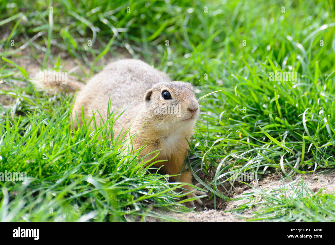 Orth an der Donau: terreno europeo scoiattolo ( Spermophilus citellus ), Austria, Niederösterreich, Bassa Austria, Donau Foto Stock