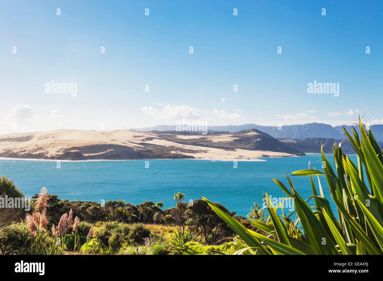Nuova Zelanda, Isola del nord, Northland, Hokianga Harbour e nord Capo gigantesche dune di sabbia, Nuova Zelanda Lino, Phormium tenax Foto Stock