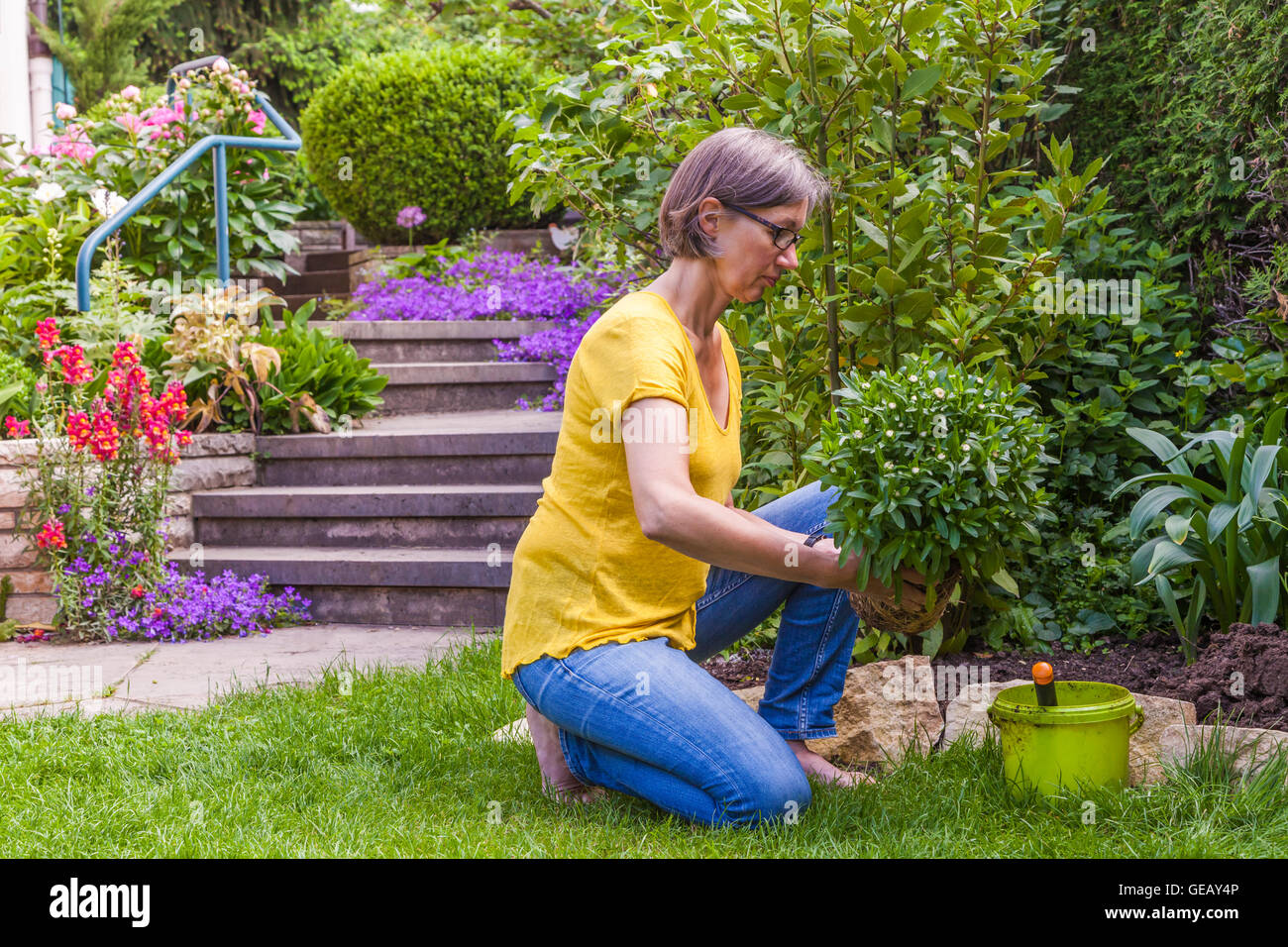 Donna piantagione marguerite in giardino Foto Stock