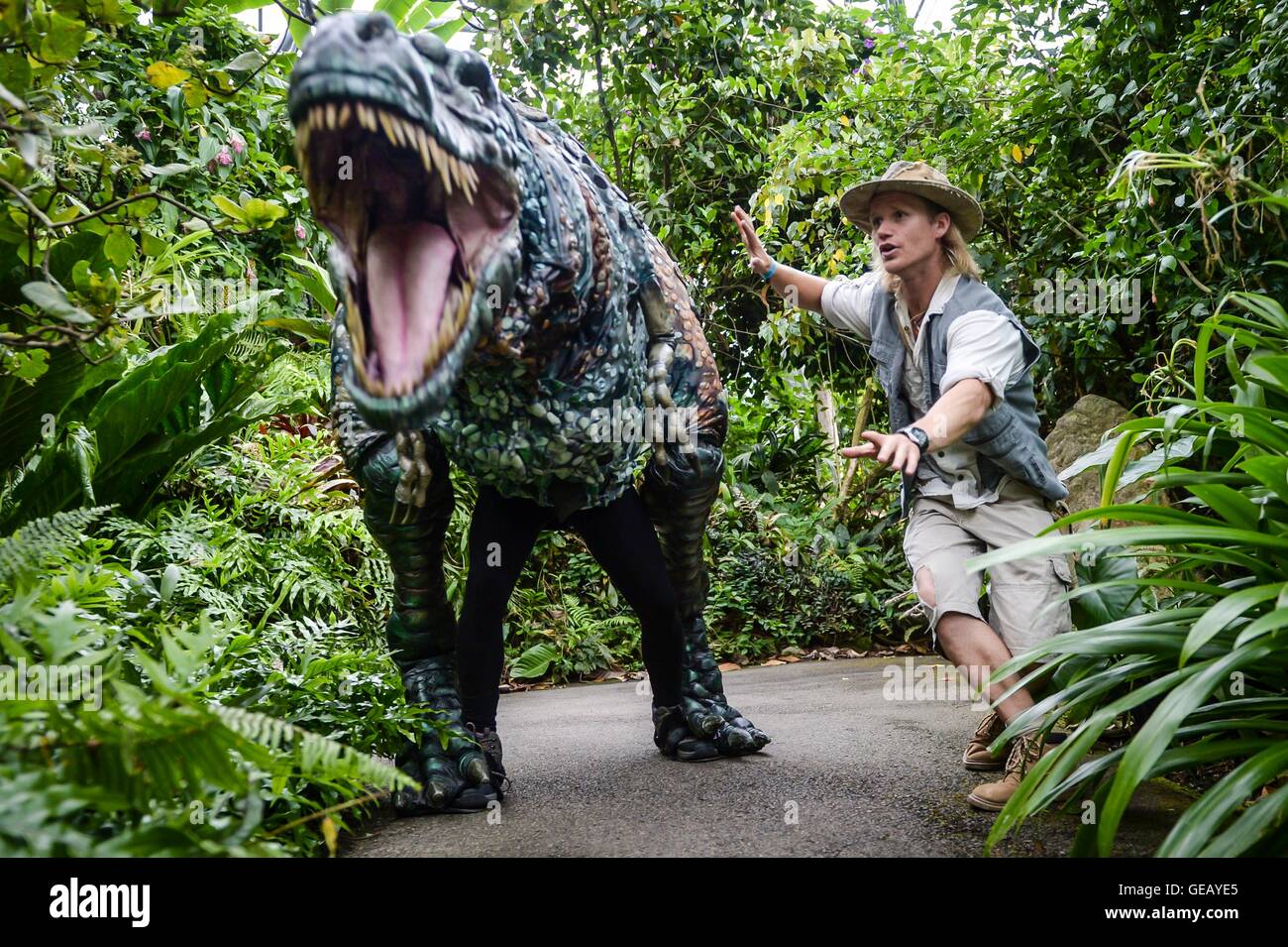Dinosauro wrangler Robert Copeland coaxs un uomo-azionato burattini di un T-Rex intorno alla Foresta Pluviale Biome all'Eden Project, Cornwall, all'inizio di una settimane-lunga invasione preistorico chiamato insurrezione di dinosauri, dove pupazzi realistico si sposterà i motivi. Foto Stock