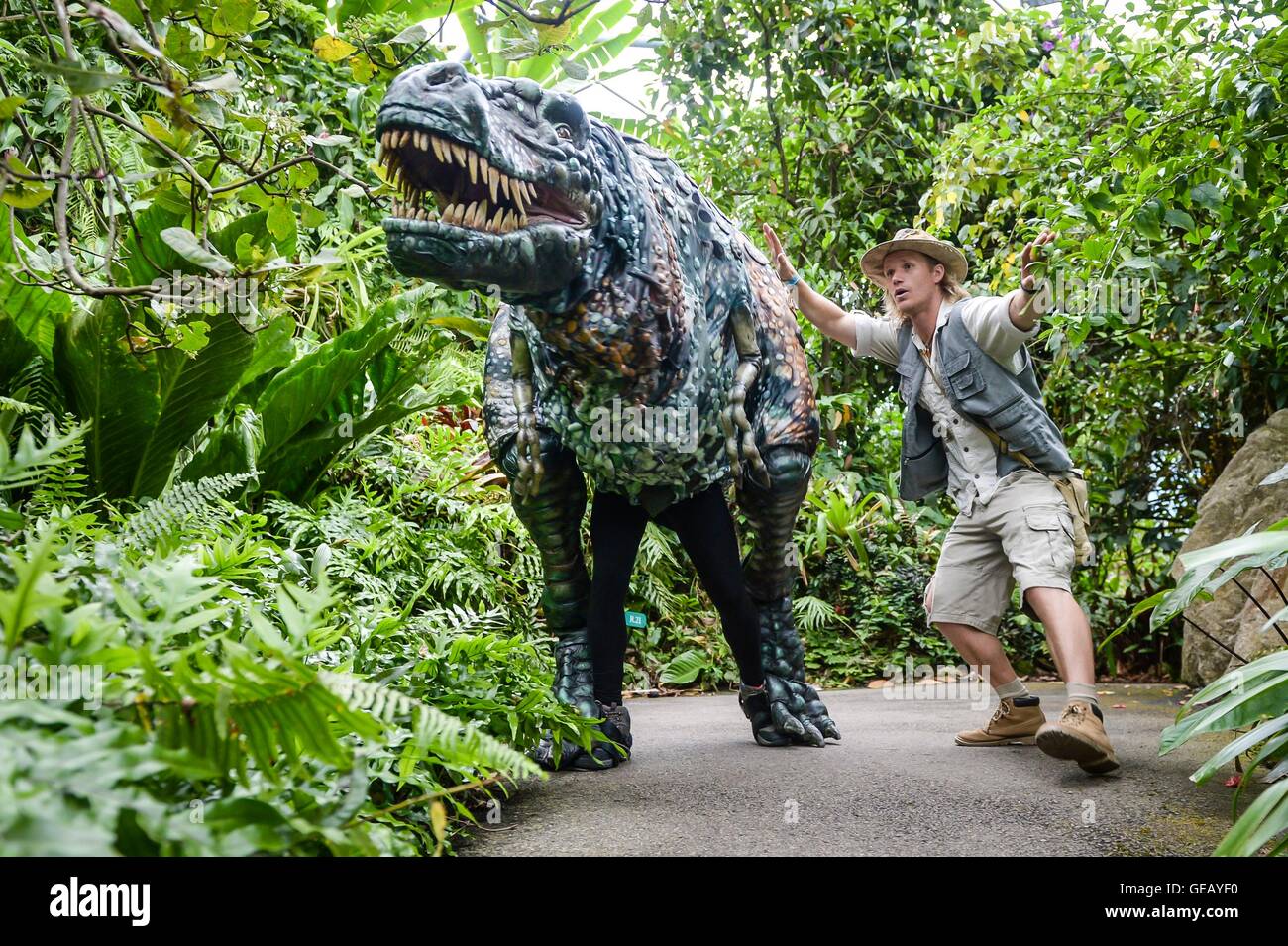 Dinosauro wrangler Robert Copeland coaxs un uomo-azionato burattini di un T-Rex intorno alla Foresta Pluviale Biome all'Eden Project, Cornwall, all'inizio di una settimane-lunga invasione preistorico chiamato insurrezione di dinosauri, dove pupazzi realistico si sposterà i motivi. Foto Stock