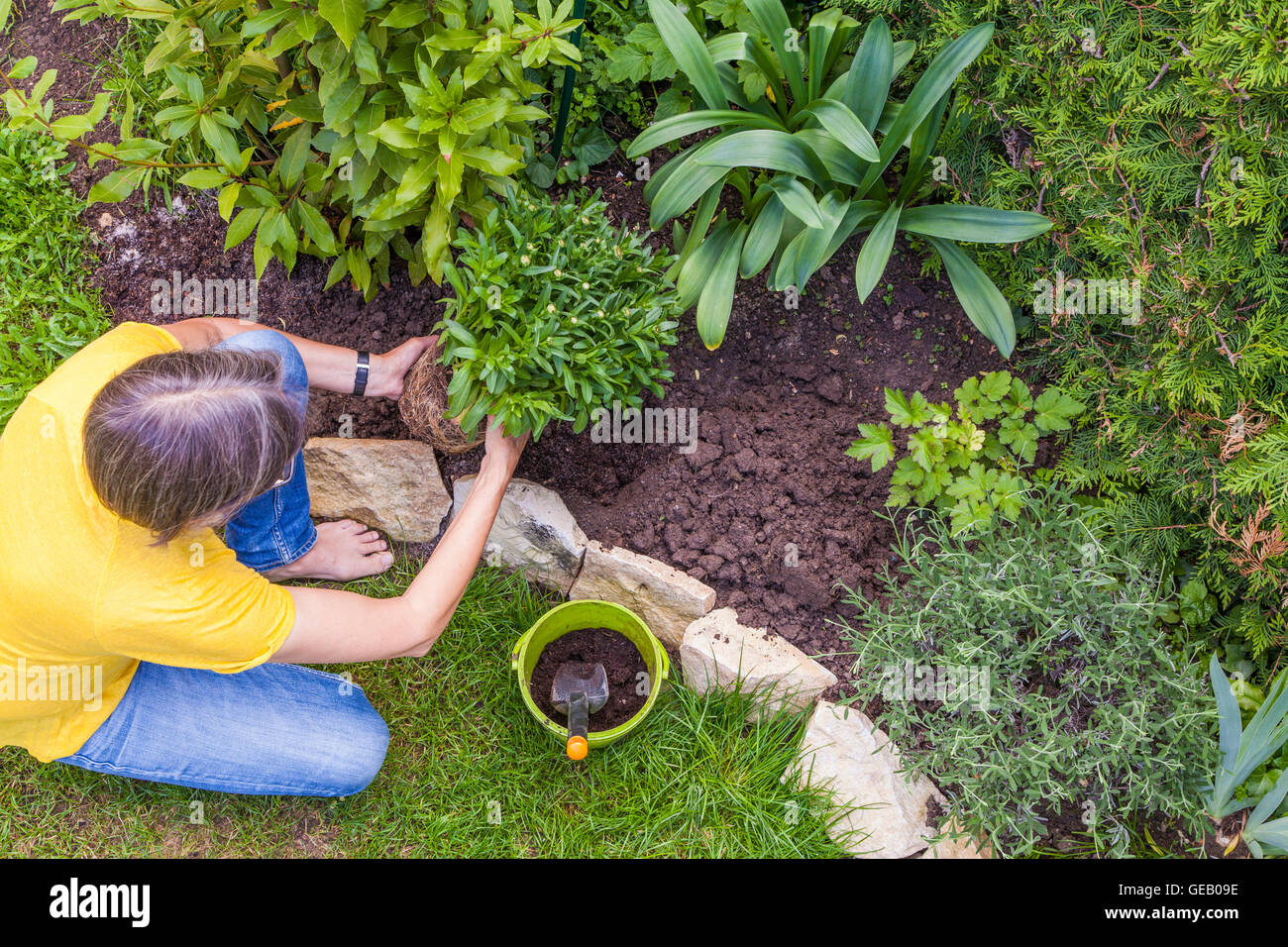 Donna piantagione marguerite in giardino Foto Stock
