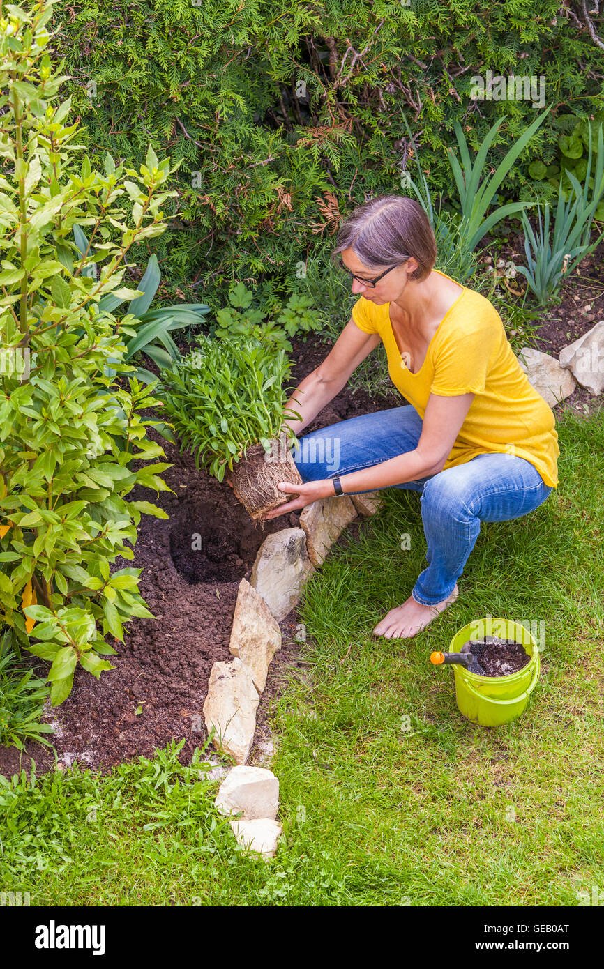 Donna piantagione marguerite in giardino Foto Stock