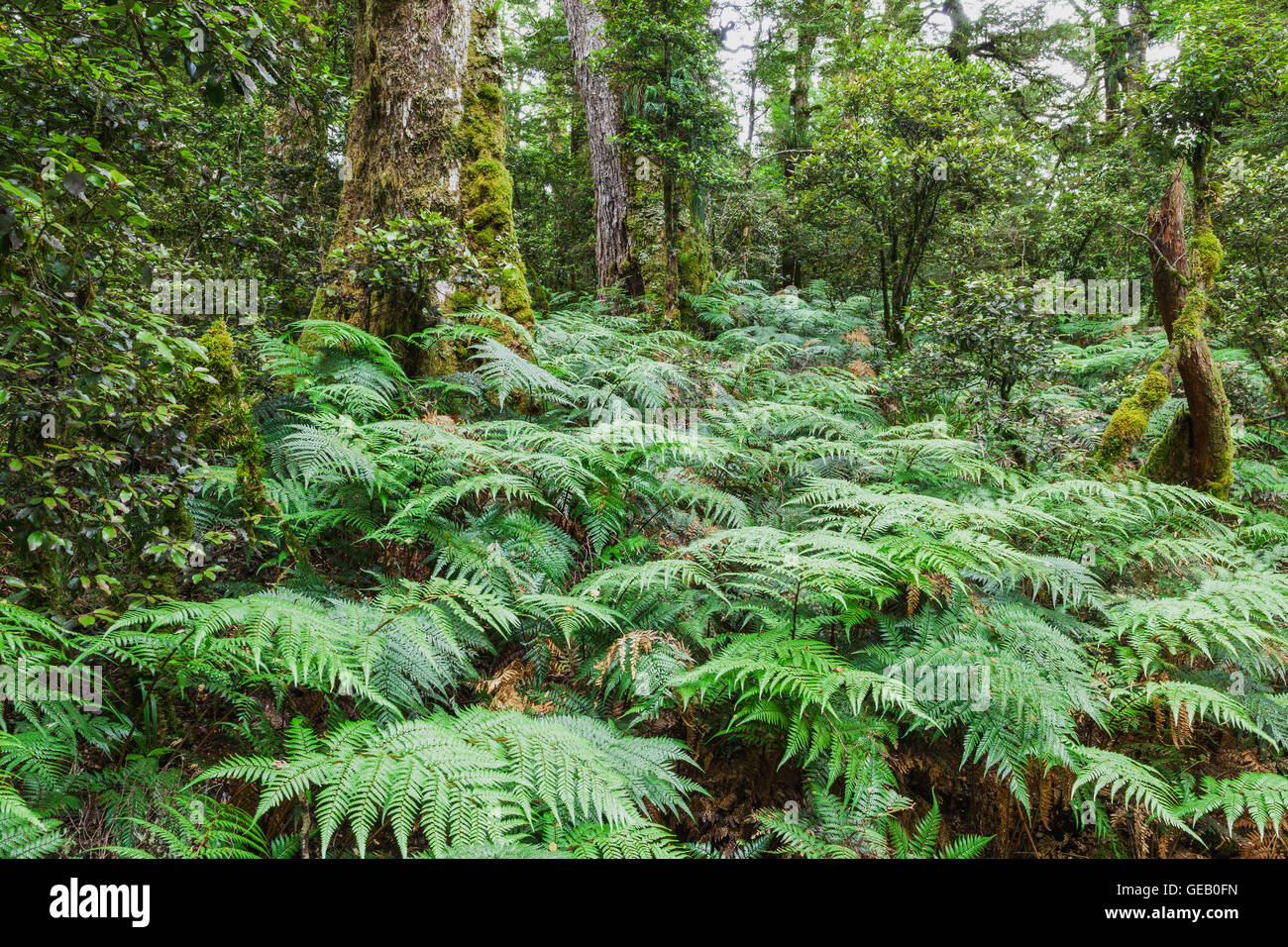 Nuova Zelanda, Isola del nord, Te Urewera National Park, foresta pluviale, alberi e felci Foto Stock