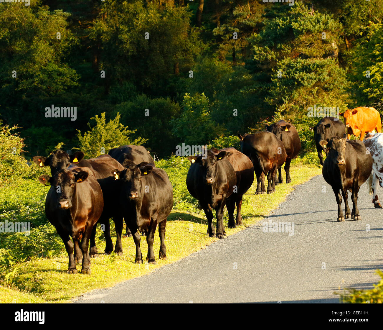 Felice alla mandria di vacche in Dartmoor campagna godendo della libertà della vita rurale Foto Stock