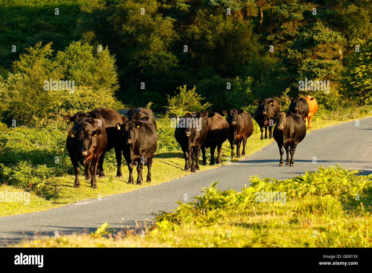 Felice alla mandria di vacche in Dartmoor campagna godendo della libertà della vita rurale Foto Stock