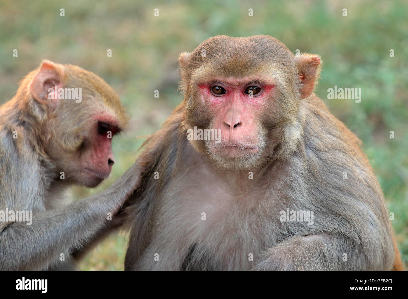 Ritratto di macaco rhesus scimmie (macaca mulatta), India Foto Stock
