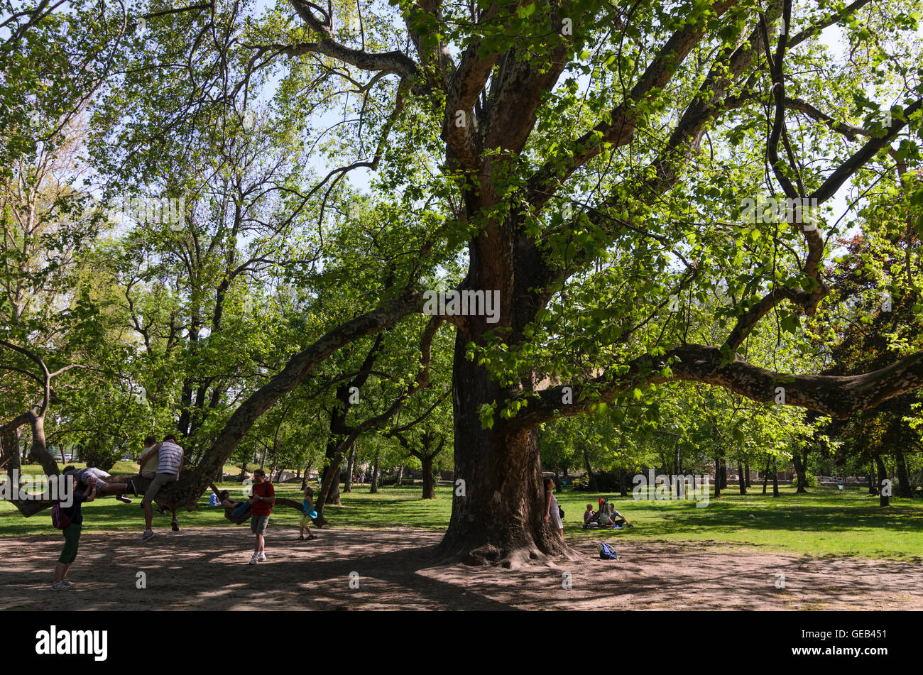 Budapest: Isola Margherita, Ungheria, Budapest, Foto Stock