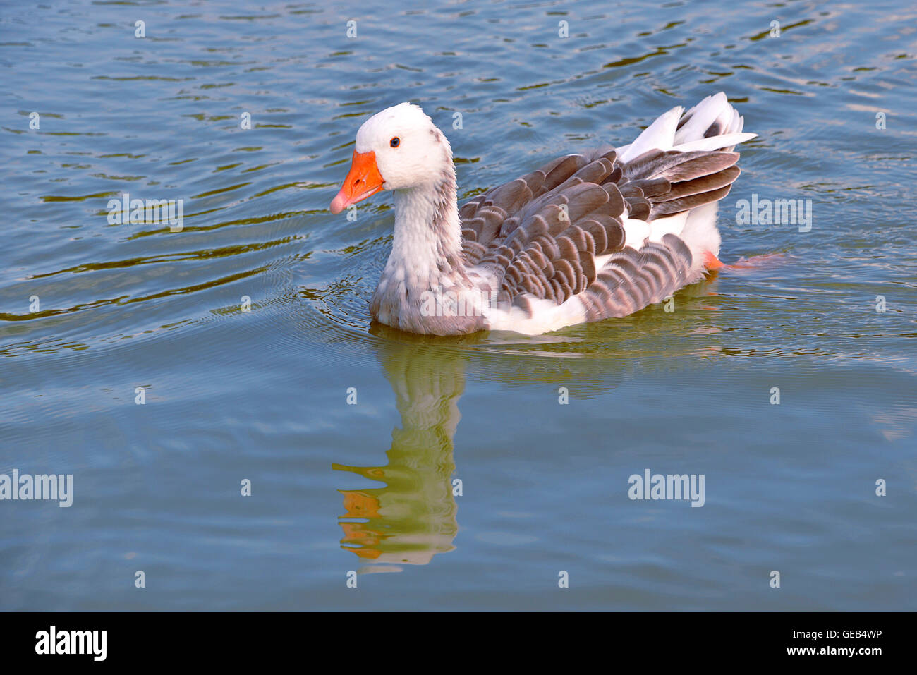 Bianco e Marrone oca (Anser anser domesticus) sull'acqua Foto Stock