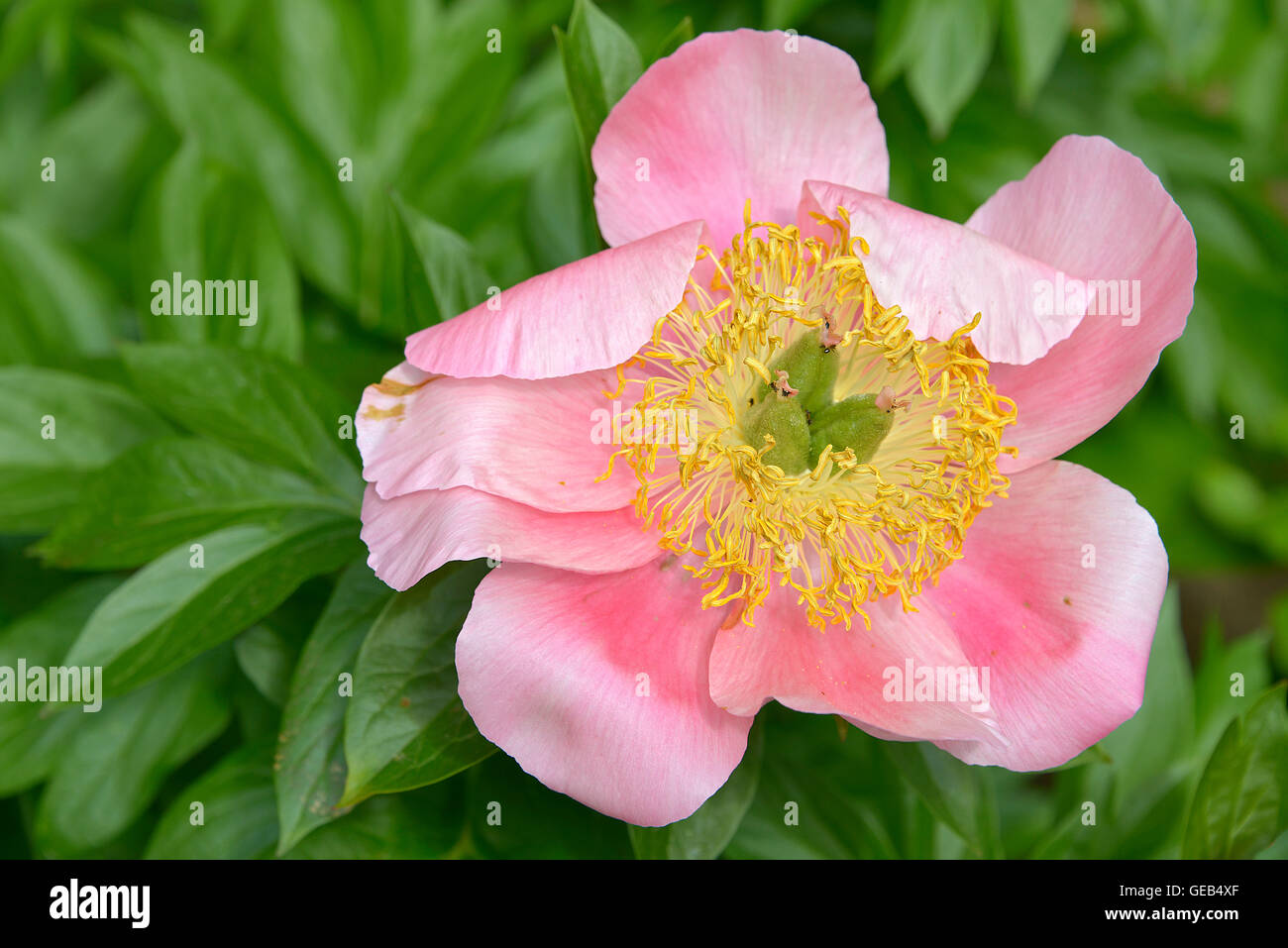 Closeup gialli e rosa peonia cinese fiore (Paeonia lactiflora) Foto Stock