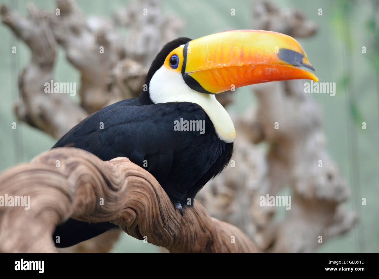 Primo piano Il trasduttore toco toucan (Ramphastos toco) appollaiato sul ramo con la sua grande becco strano Foto Stock