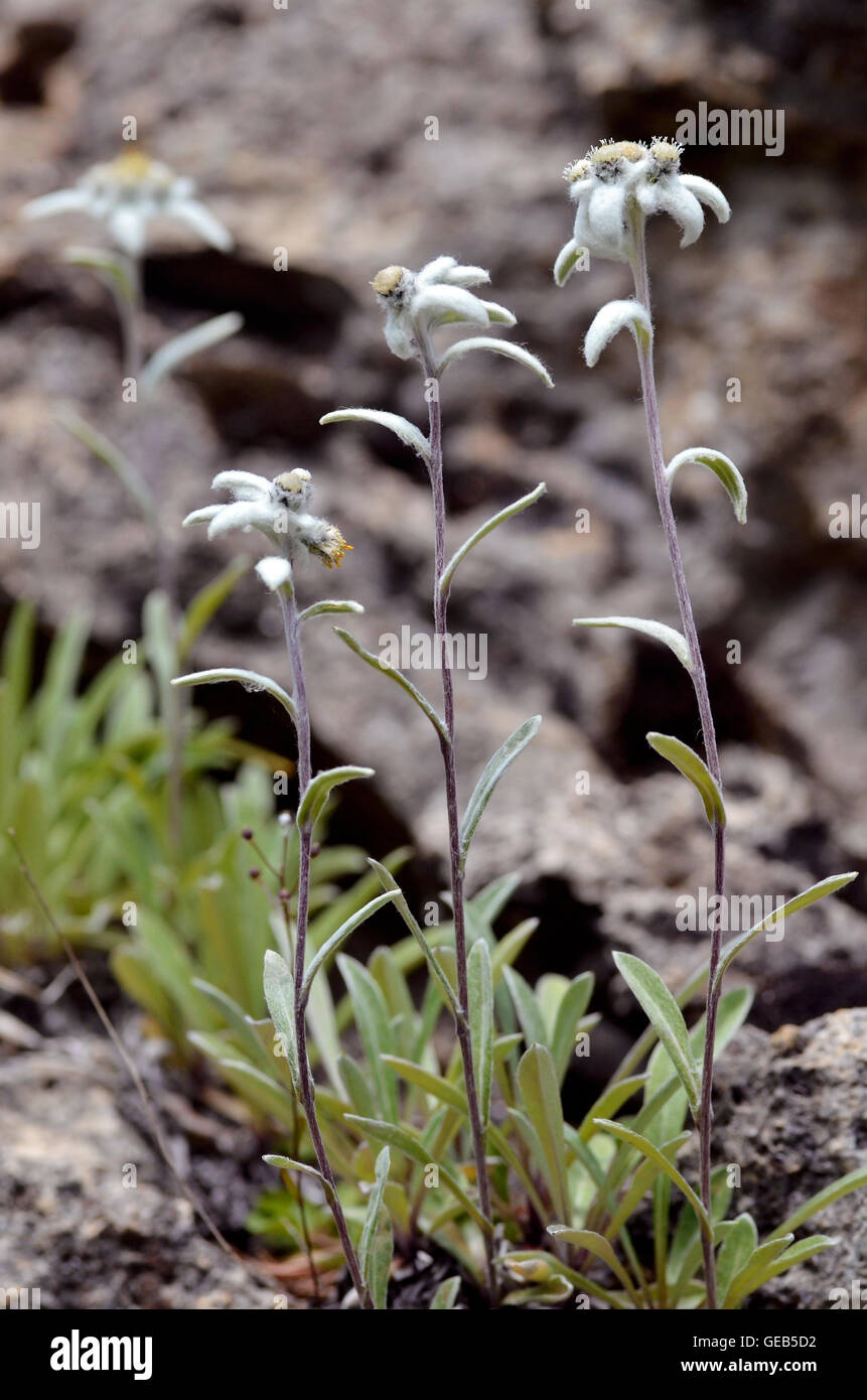 Edelweiss fiori (Leontopodium alpinum) nelle Alpi francesi a La Plagne, dipartimento della Savoia. Foto Stock